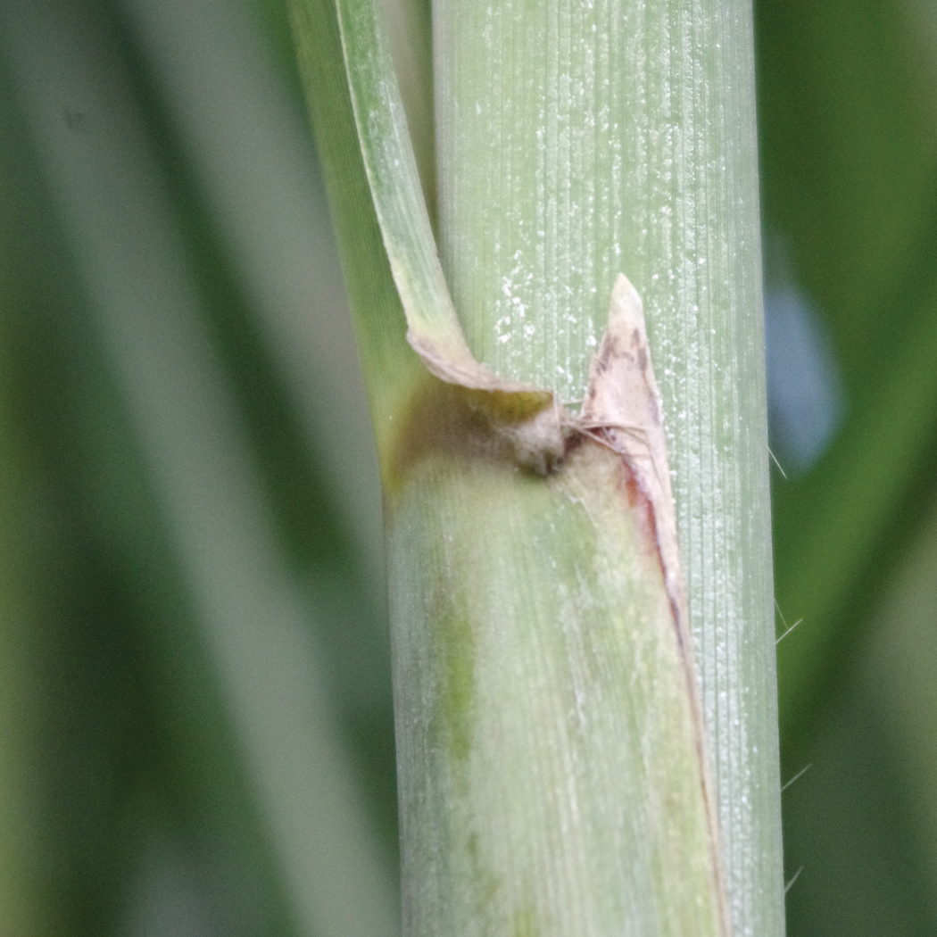 Auricle – Slight to moderate.